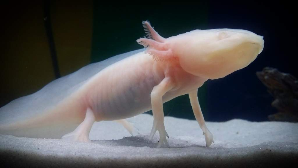 R1260 Donation and Adopt 7 Axolotl