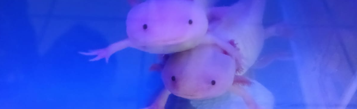 R1440 Donation and Adopt 8 Axolotl